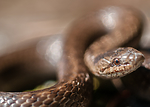 BB 11 0445 / Coronella austriaca / Slettsnok